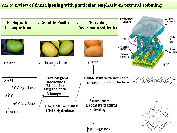 An overview of fruit ripening with particular emphasis on textural softening Protopectin → Soluble