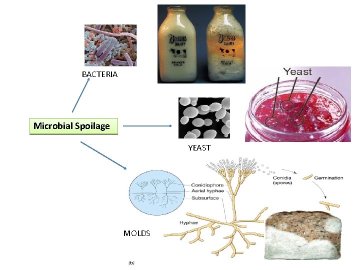 BACTERIA Microbial Spoilage YEAST MOLDS 32 