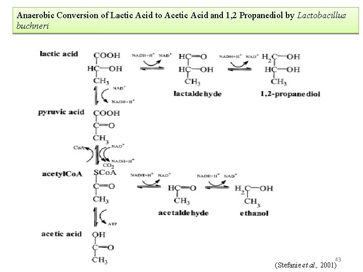 Anaerobic Conversion of Lactic Acid to Acetic Acid and 1, 2 Propanediol by Lactobacillus