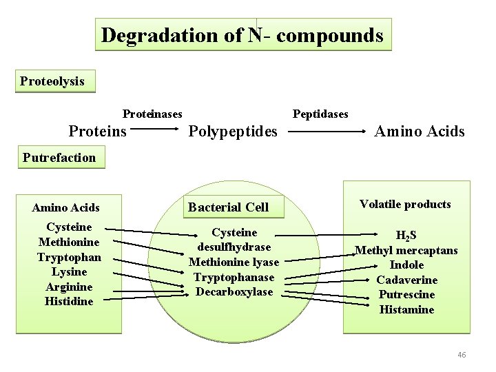 Degradation of N- compounds Proteolysis Proteinases Proteins Peptidases Polypeptides Amino Acids Putrefaction Amino Acids
