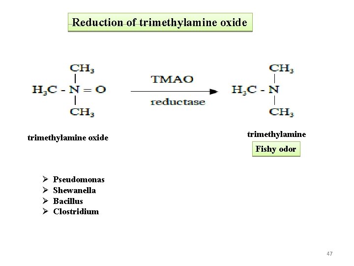 Reduction of trimethylamine oxide trimethylamine Fishy odor Ø Ø Pseudomonas Shewanella Bacillus Clostridium 47