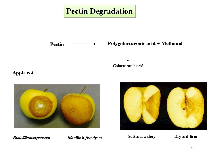 Pectin Degradation Polygalacturonic acid + Methanol Pectin Galacturonic acid Apple rot Penicillium expansum Monilinia