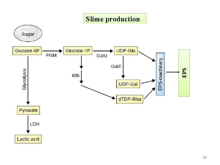 EPS Slime production 50 