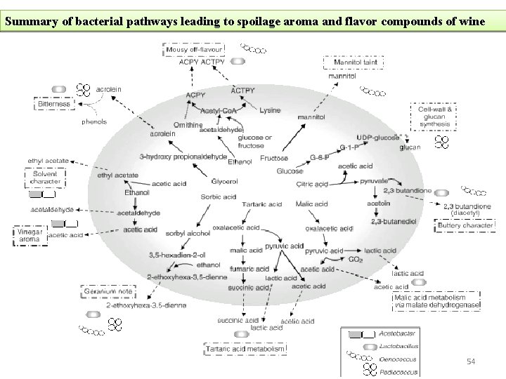 Summary of bacterial pathways leading to spoilage aroma and flavor compounds of wine 54