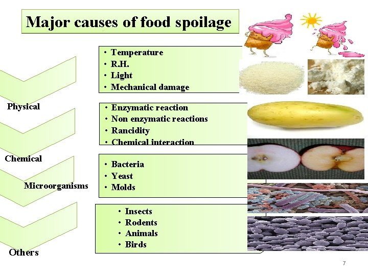 Major causes of food spoilage Physical Chemical Microorganisms Others • • Temperature R. H.