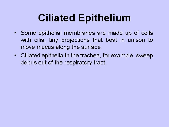 Ciliated Epithelium • Some epithelial membranes are made up of cells with cilia, tiny