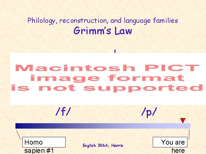 Philology, reconstruction, and language families Grimm’s Law /f/ Homo sapien #1 /p/ English 306