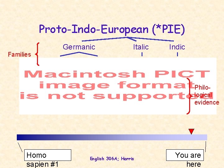 Proto-Indo-European (*PIE) Families Germanic Italic Indic Philological evidence Homo sapien #1 English 306 A;