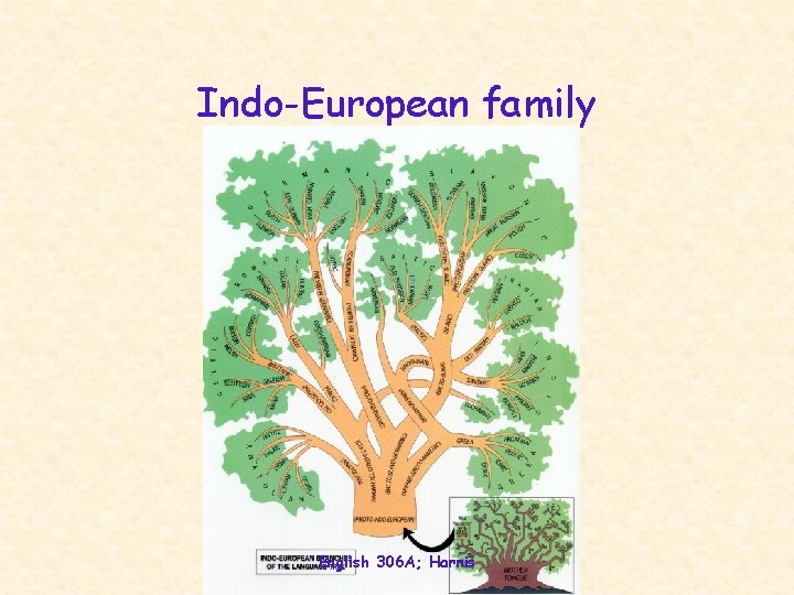 Indo-European family English 306 A; Harris 
