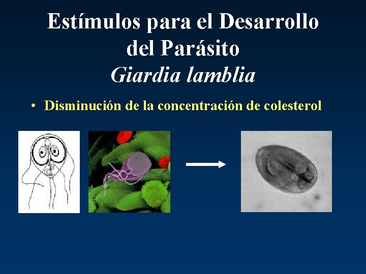 Estímulos para el Desarrollo del Parásito Giardia lamblia • Disminución de la concentración de