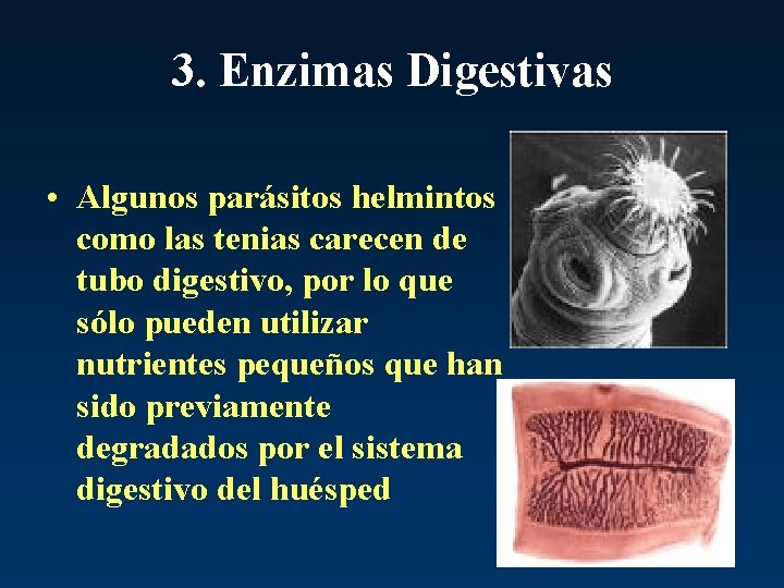 3. Enzimas Digestivas • Algunos parásitos helmintos como las tenias carecen de tubo digestivo,
