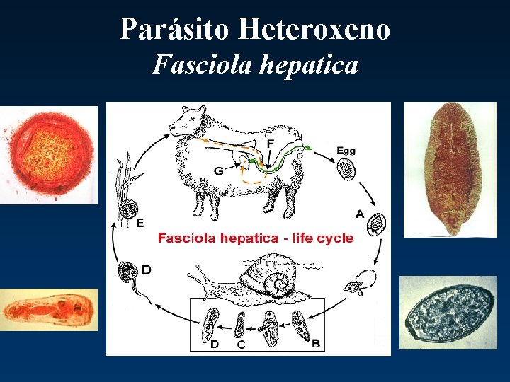 Parásito Heteroxeno Fasciola hepatica 