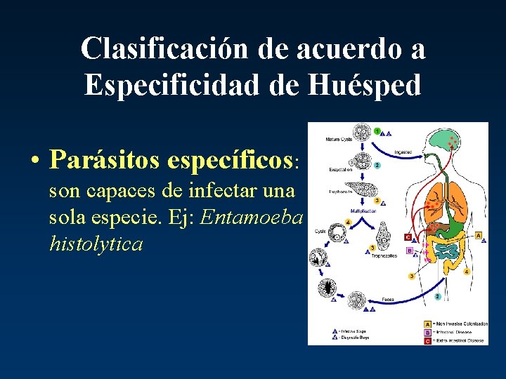 Clasificación de acuerdo a Especificidad de Huésped • Parásitos específicos: son capaces de infectar