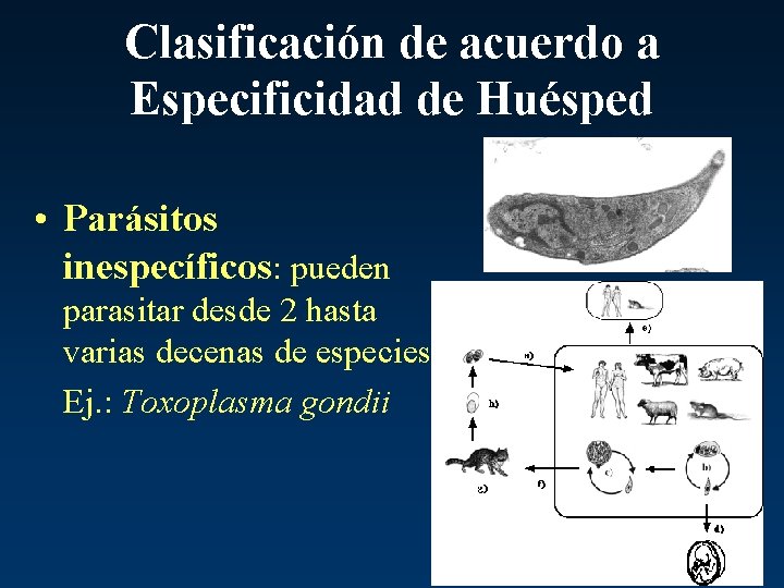 Clasificación de acuerdo a Especificidad de Huésped • Parásitos inespecíficos: pueden parasitar desde 2