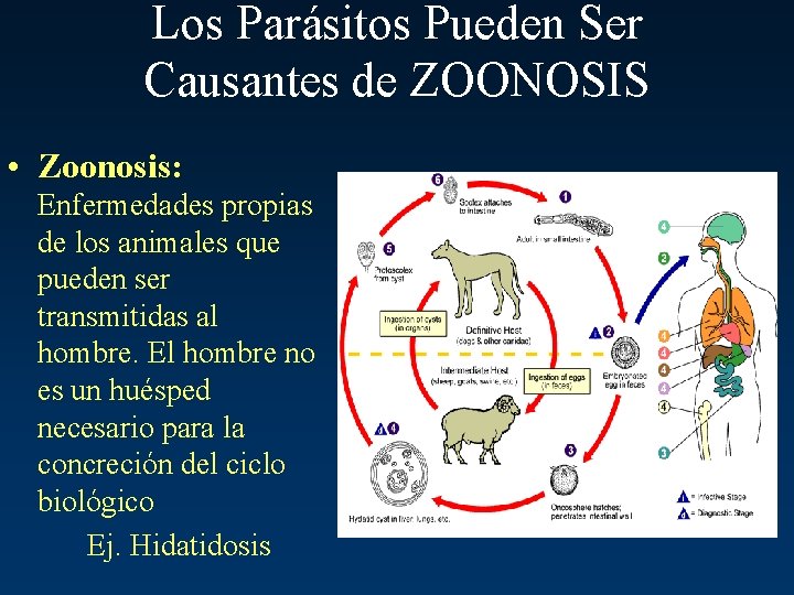 Los Parásitos Pueden Ser Causantes de ZOONOSIS • Zoonosis: Enfermedades propias de los animales