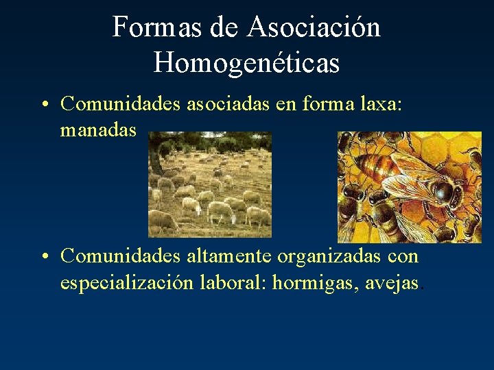 Formas de Asociación Homogenéticas • Comunidades asociadas en forma laxa: manadas • Comunidades altamente