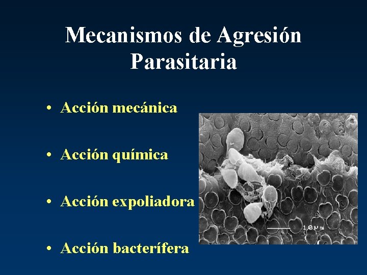 Mecanismos de Agresión Parasitaria • Acción mecánica • Acción química • Acción expoliadora •