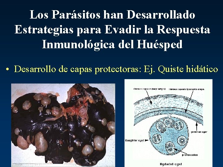 Los Parásitos han Desarrollado Estrategias para Evadir la Respuesta Inmunológica del Huésped • Desarrollo