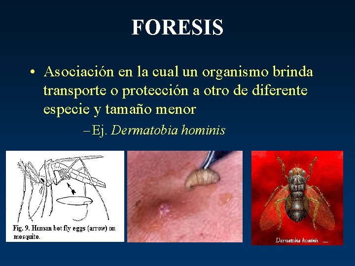 FORESIS • Asociación en la cual un organismo brinda transporte o protección a otro