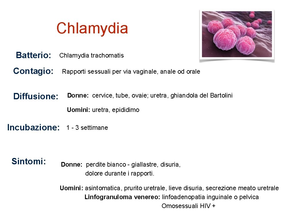 Chlamydia Batterio: Chlamydia trachomatis Contagio: Rapporti sessuali per via vaginale, anale od orale Diffusione: