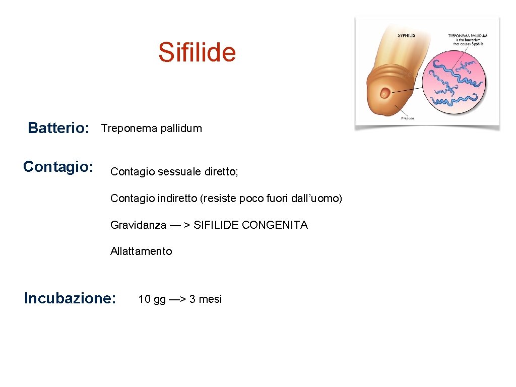 Sifilide Batterio: Contagio: Treponema pallidum Contagio sessuale diretto; Contagio indiretto (resiste poco fuori dall’uomo)