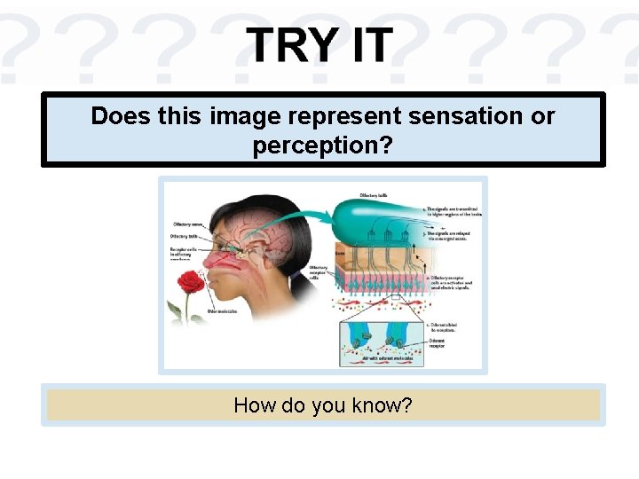 Does this image represent sensation or perception? How do you know? 