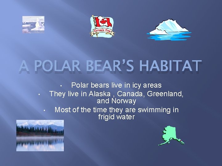 A POLAR BEAR’S HABITAT Polar bears live in icy areas They live in Alaska