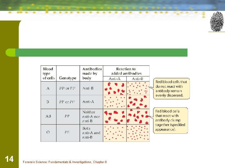 14 Forensic Science: Fundamentals & Investigations, Chapter 8 