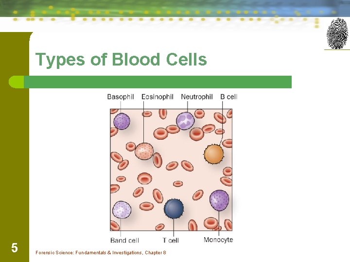 Types of Blood Cells 5 Forensic Science: Fundamentals & Investigations, Chapter 8 