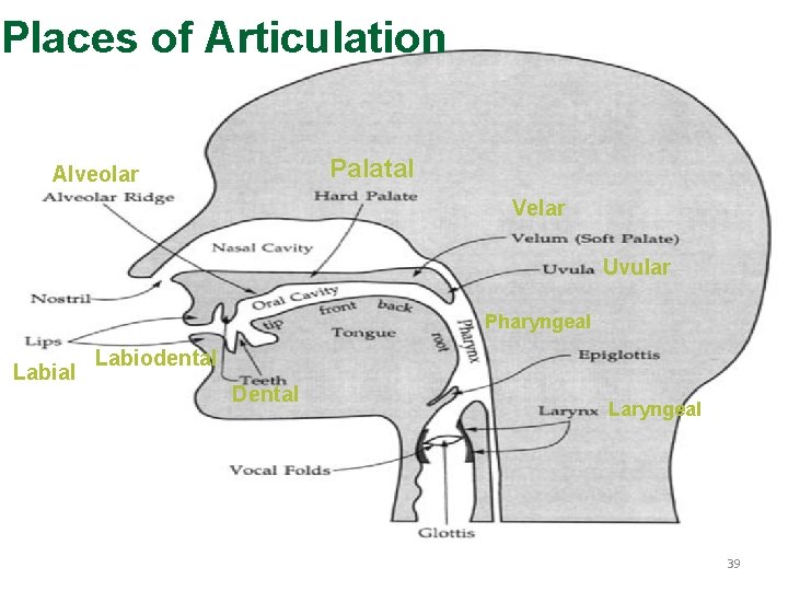 Places of Articulation Palatal Alveolar Velar Uvular Pharyngeal Labiodental Dental Laryngeal 39 