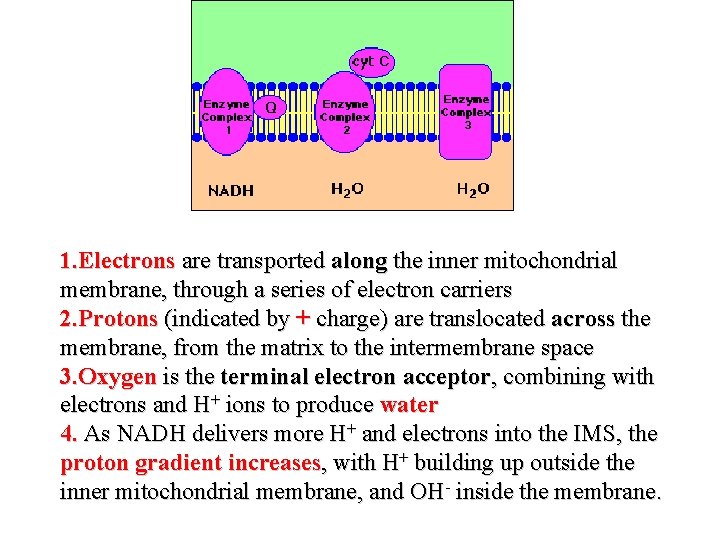 1. Electrons are transported along the inner mitochondrial membrane, through a series of electron