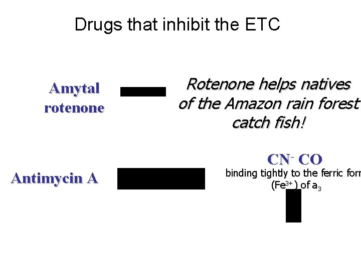 Drugs that inhibit the ETC Amytal rotenone Rotenone helps natives of the Amazon rain