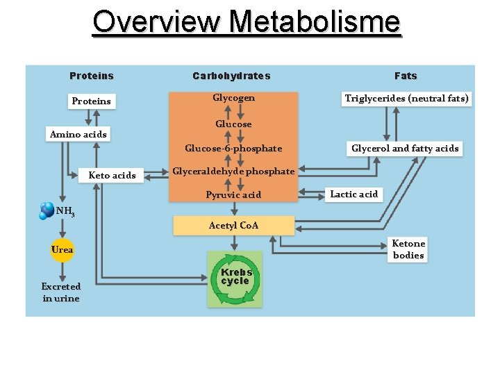 Overview Metabolisme Proteins Carbohydrates Fats Proteins Glycogen Triglycerides (neutral fats) Amino acids Glucose-6 -phosphate