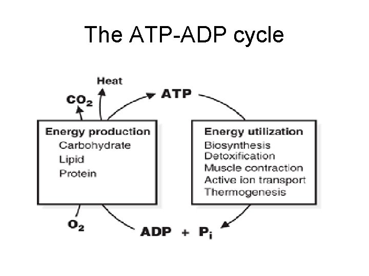 The ATP-ADP cycle 