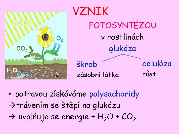 VZNIK FOTOSYNTÉZOU v rostlinách glukóza škrob Obr. 6 zásobní látka • potravou získáváme polysacharidy