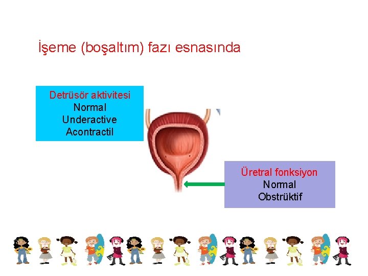 İşeme (boşaltım) fazı esnasında Detrüsör aktivitesi Normal Underactive Acontractil Üretral fonksiyon Normal Obstrüktif 