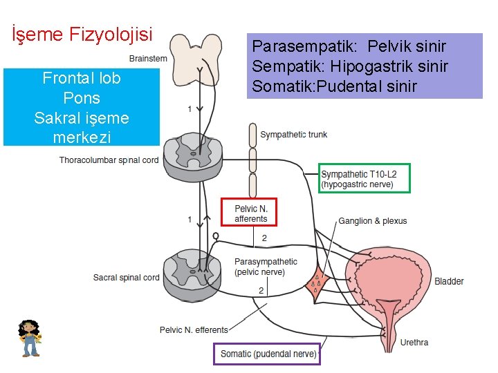 İşeme Fizyolojisi Frontal lob Pons Sakral işeme merkezi Parasempatik: Pelvik sinir Sempatik: Hipogastrik sinir