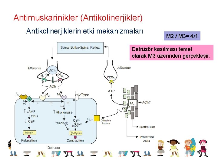 Antimuskarinikler (Antikolinerjikler) Antikolinerjiklerin etki mekanizmaları M 2 / M 3= 4/1 Detrüsör kasılması temel