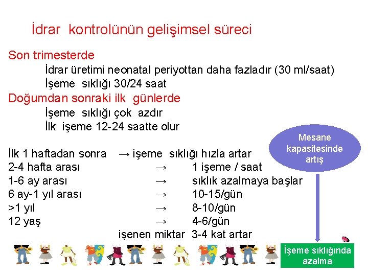 İdrar kontrolünün gelişimsel süreci Son trimesterde İdrar üretimi neonatal periyottan daha fazladır (30 ml/saat)