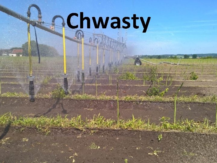 Chwasty 