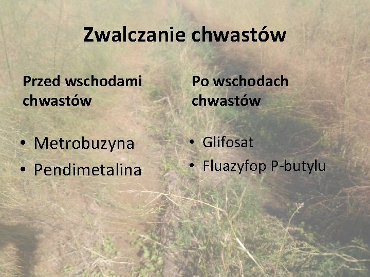 Zwalczanie chwastów Przed wschodami chwastów Po wschodach chwastów • Metrobuzyna • Pendimetalina • Glifosat