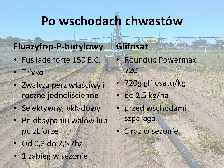 Po wschodach chwastów Fluazyfop-P-butylowy Glifosat • Fusilade forte 150 E. C. • Trivko •