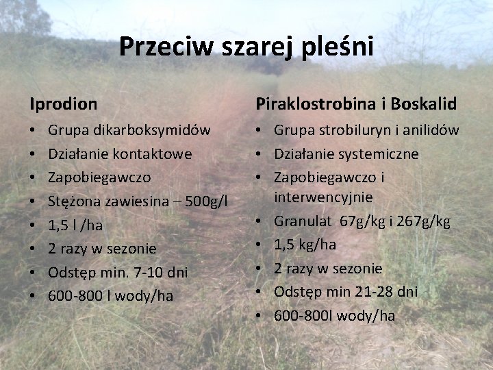 Przeciw szarej pleśni Iprodion • • Grupa dikarboksymidów Działanie kontaktowe Zapobiegawczo Stężona zawiesina –