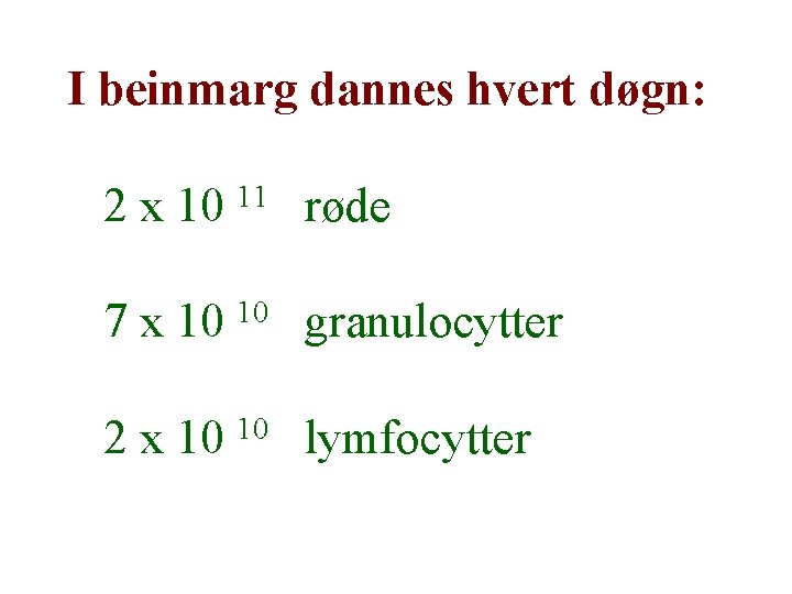 I beinmarg dannes hvert døgn: 11 2 x 10 røde 7 x 10 10