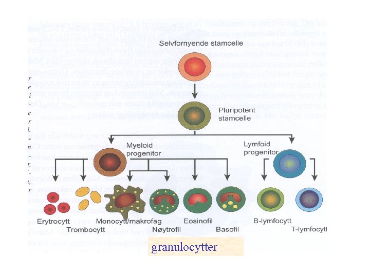 granulocytter 