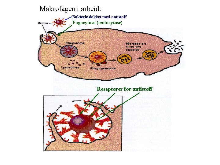 Makrofagen i arbeid: Bakterie dekket med antistoff Fagocytose (endocytose) Reseptorer for antistoff 