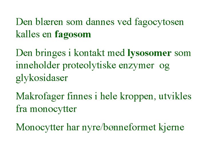 Den blæren som dannes ved fagocytosen kalles en fagosom Den bringes i kontakt med