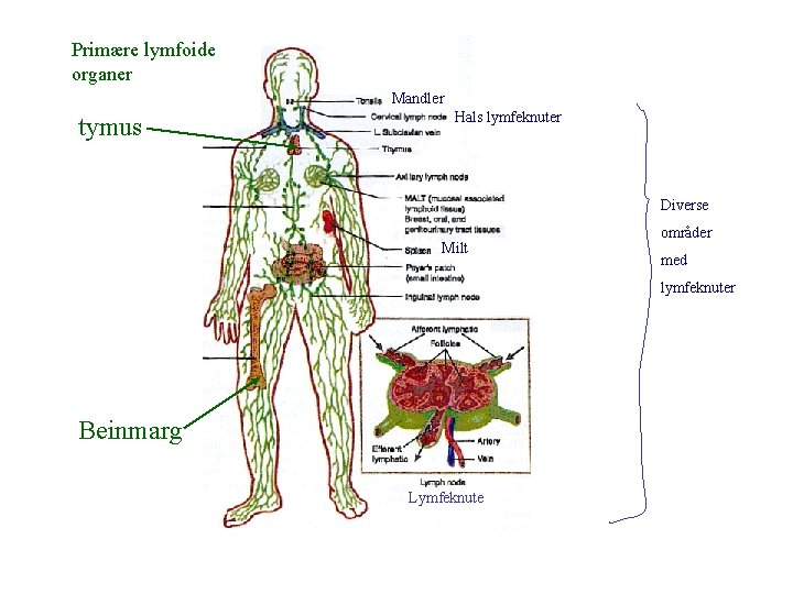 Primære lymfoide organer Mandler tymus Hals lymfeknuter Diverse Milt områder med lymfeknuter Beinmarg Lymfeknute