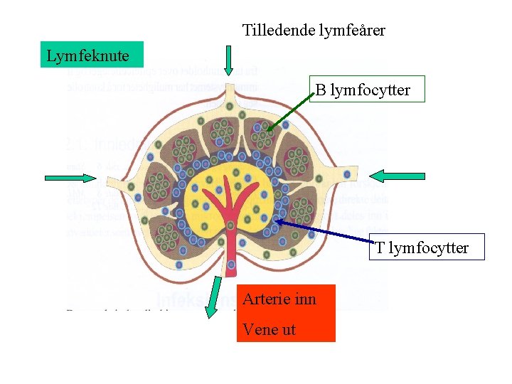 Tilledende lymfeårer Lymfeknute B lymfocytter T lymfocytter Arterie inn Vene ut 