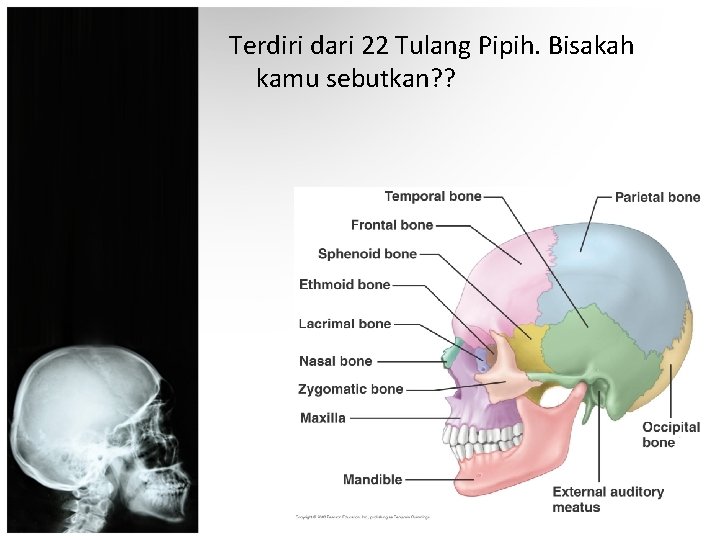 Terdiri dari 22 Tulang Pipih. Bisakah kamu sebutkan? ? 